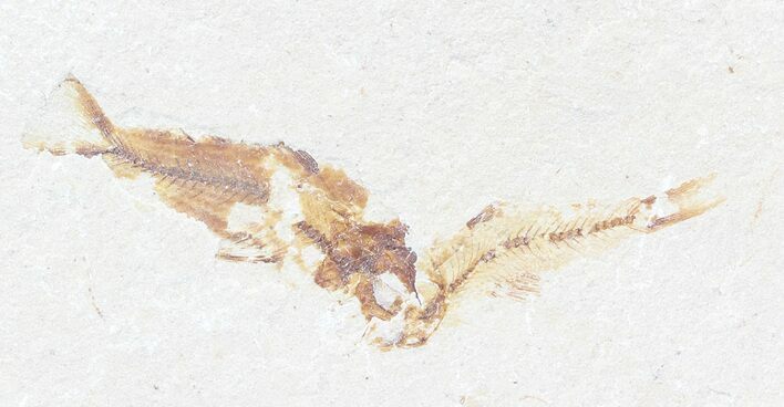 Bargain, Cretaceous Fossil Fish - Lebanon #53944